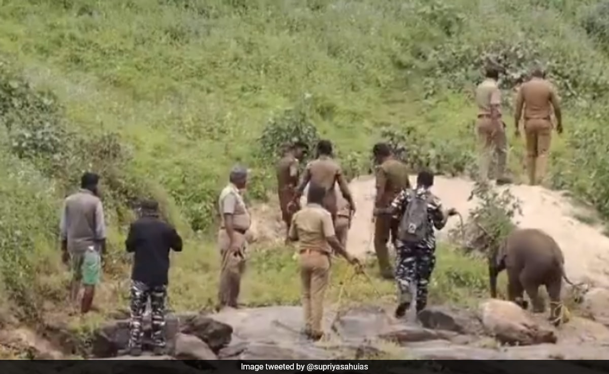 Watch: Baby Elephant Reunited With Mother In Tamil Nadu, Anand Mahindra Gives A Shout Out To Rescue Team