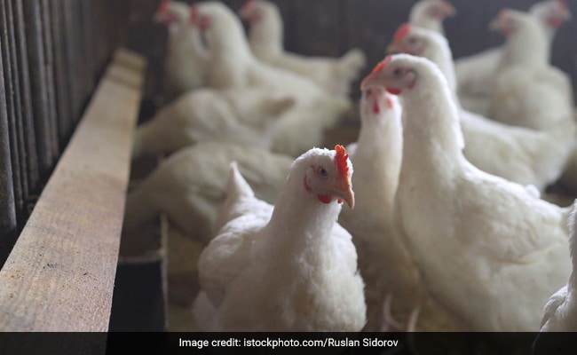 Woman In China Dies 3 Weeks After Catching Rare H5N6 Strain of Bird Flu