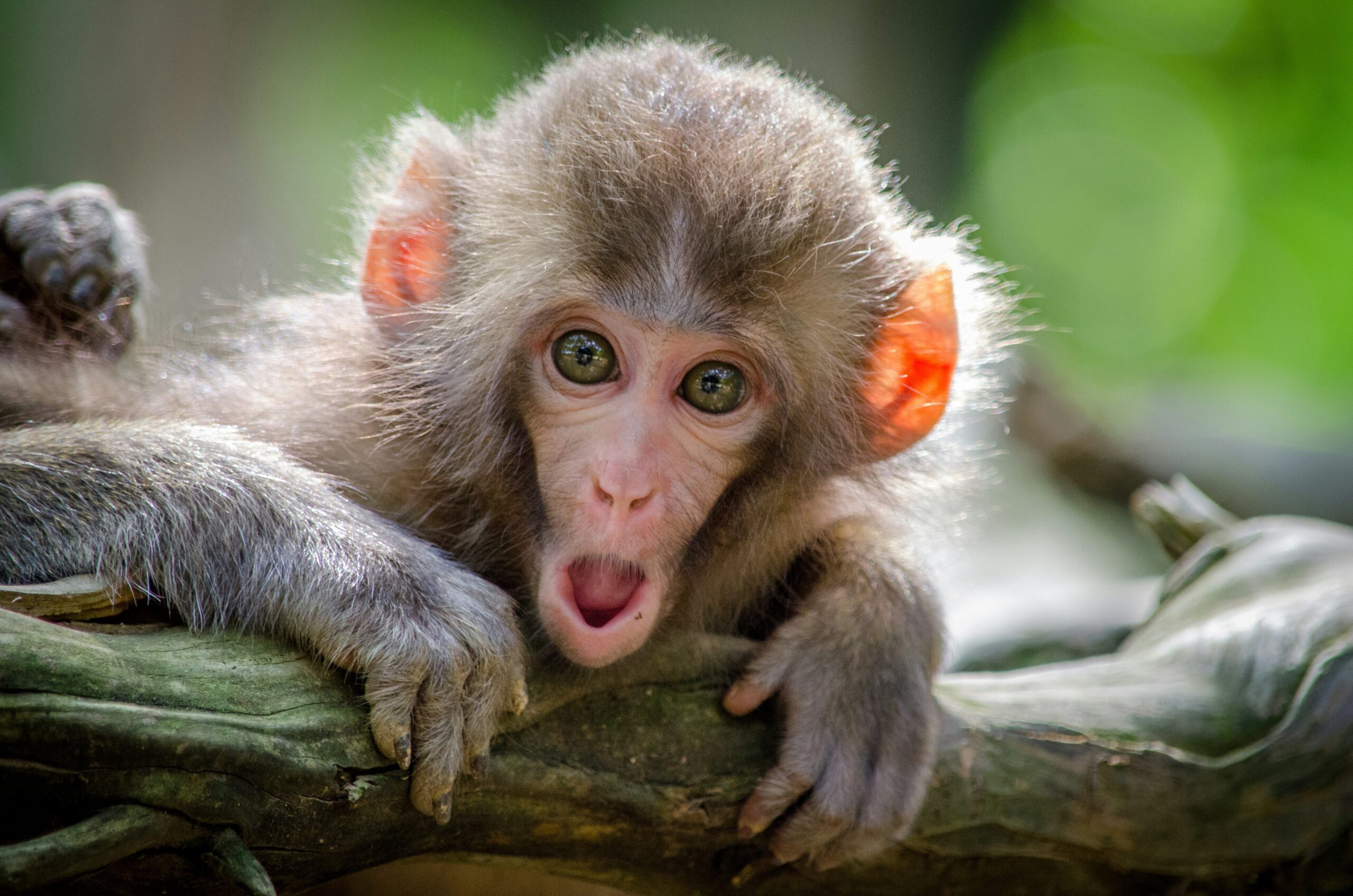 Chinese Researchers Clone Rhesus Monkey, Paving The Way For Advanced Trials