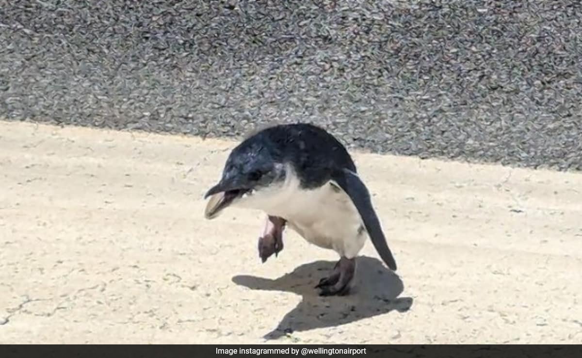 Penguin Found At New Zealand Airport Just Before Takeoff: "Unusual Visitor"