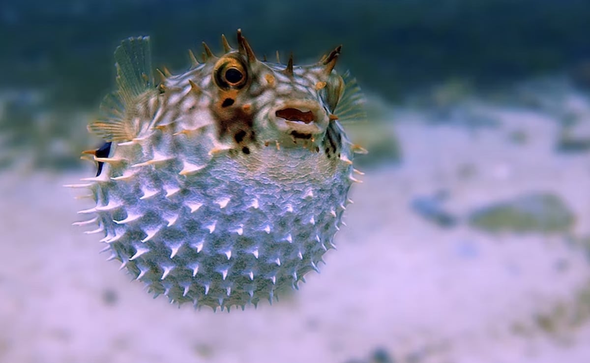 Brazil Man Dies After Eating Poisonous Pufferfish Given As A Gift