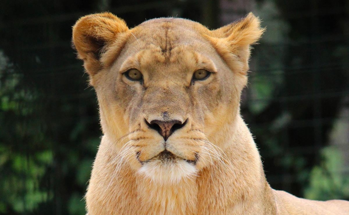 Lioness Hit By Goods Train In Gujarat; Survives With Minor Injuries