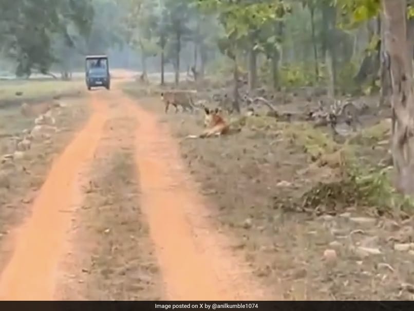 Anil Kumble Captures Tigers…Through The Lens. Shares Video