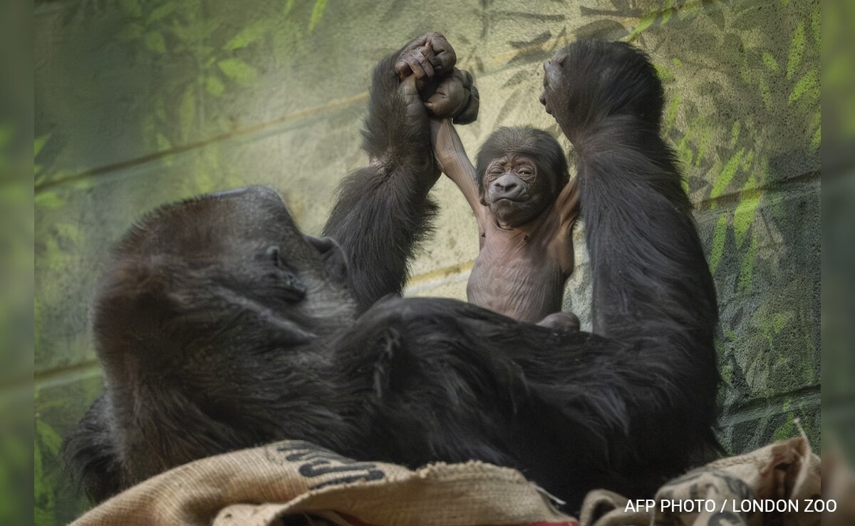 Critically Endangered Gorilla Born At London Zoo