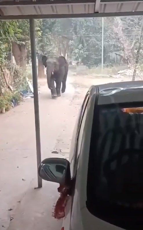 Video: Elephant Strays Into Odisha Town, People Forced To Stay Indoors