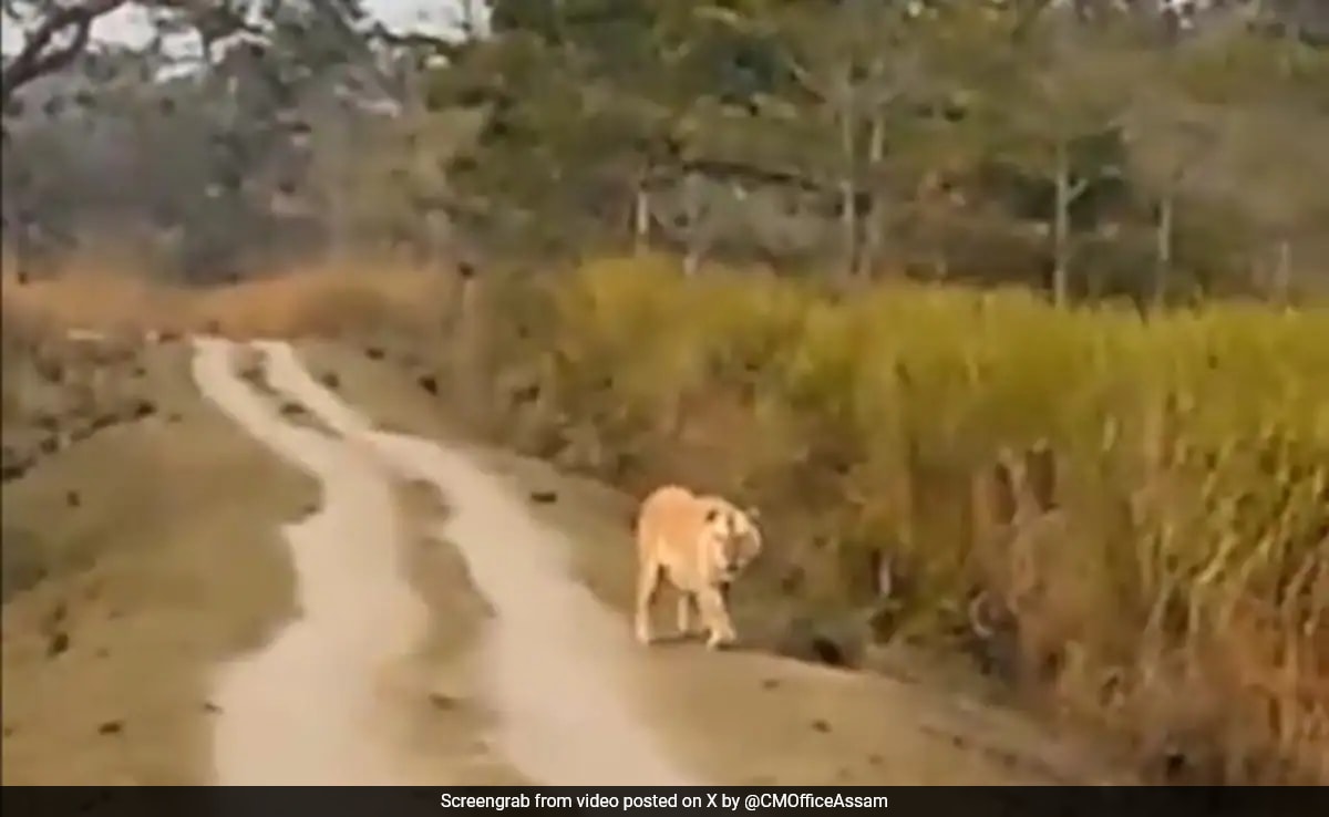 Watch: Rare Golden Tiger Spotted In Assam's Kaziranga National Park