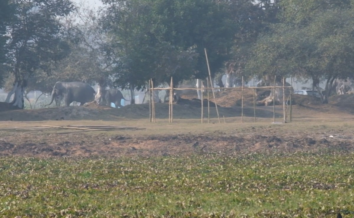 Video: Elephant Herd Charges Across Assam Forests, Picnickers Panic