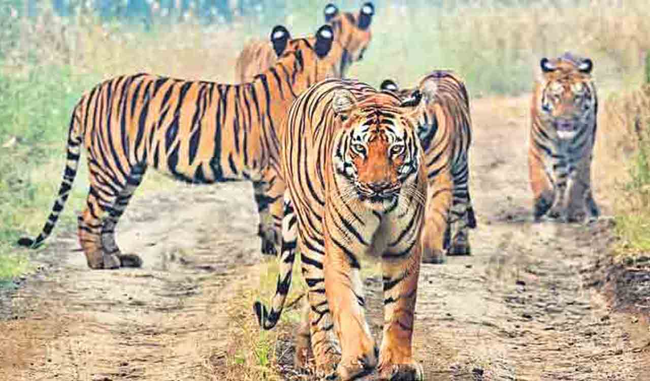 Lethargy in tiger protection will not be tolerated: Dobriyal