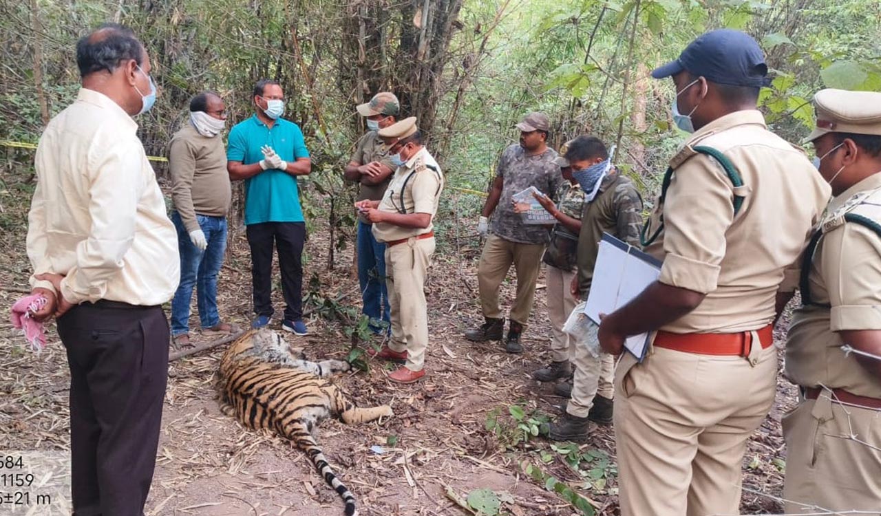 Deaths of two tigers: Four Forest officials suspended in Asifabad