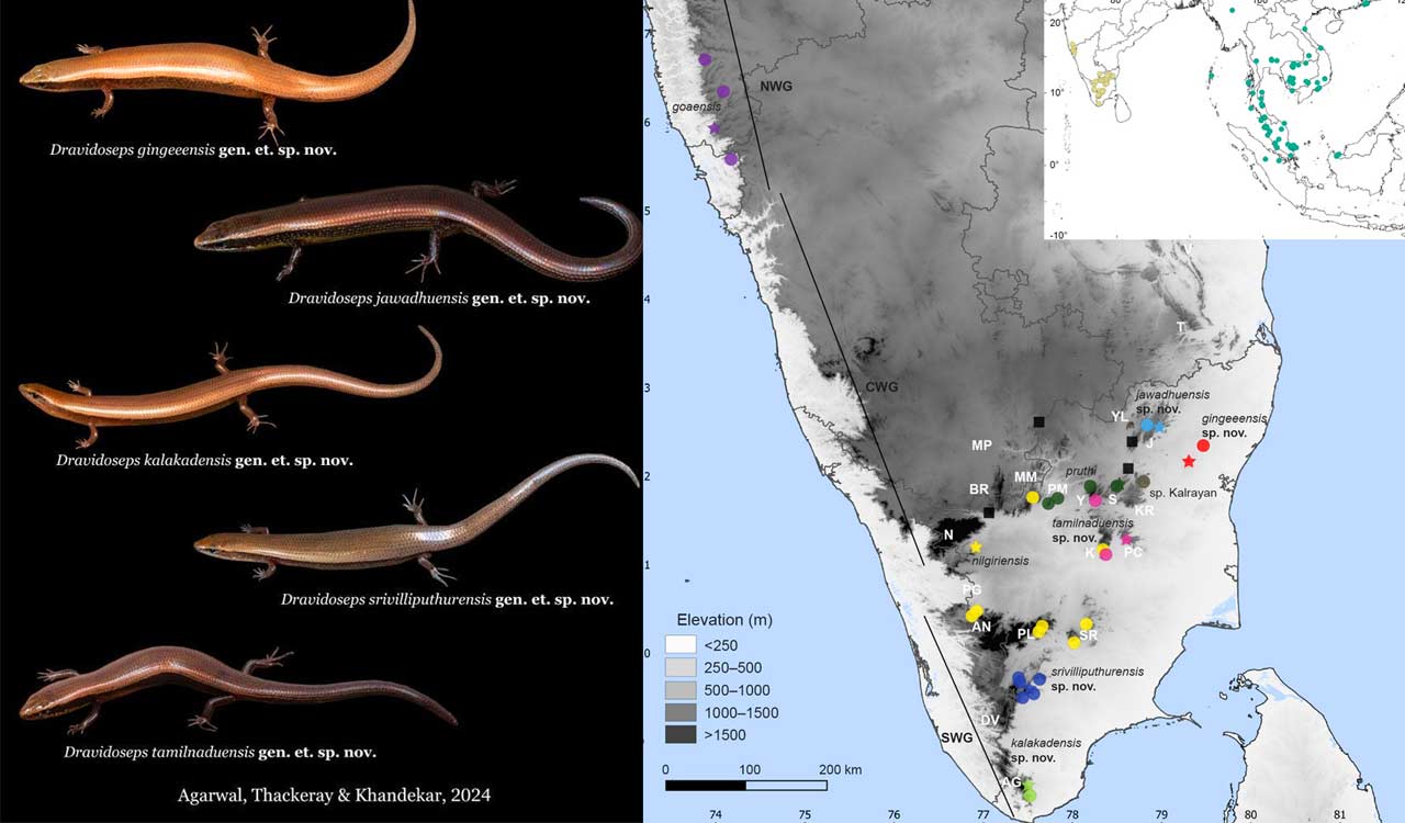 Groundbreaking discovery: 5 new reptile species found with viviparous birth