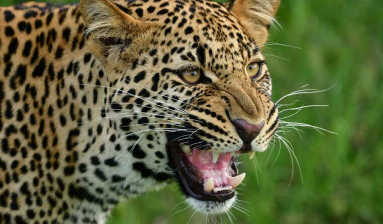 Leopard leaves villagers in panic in Jagtial