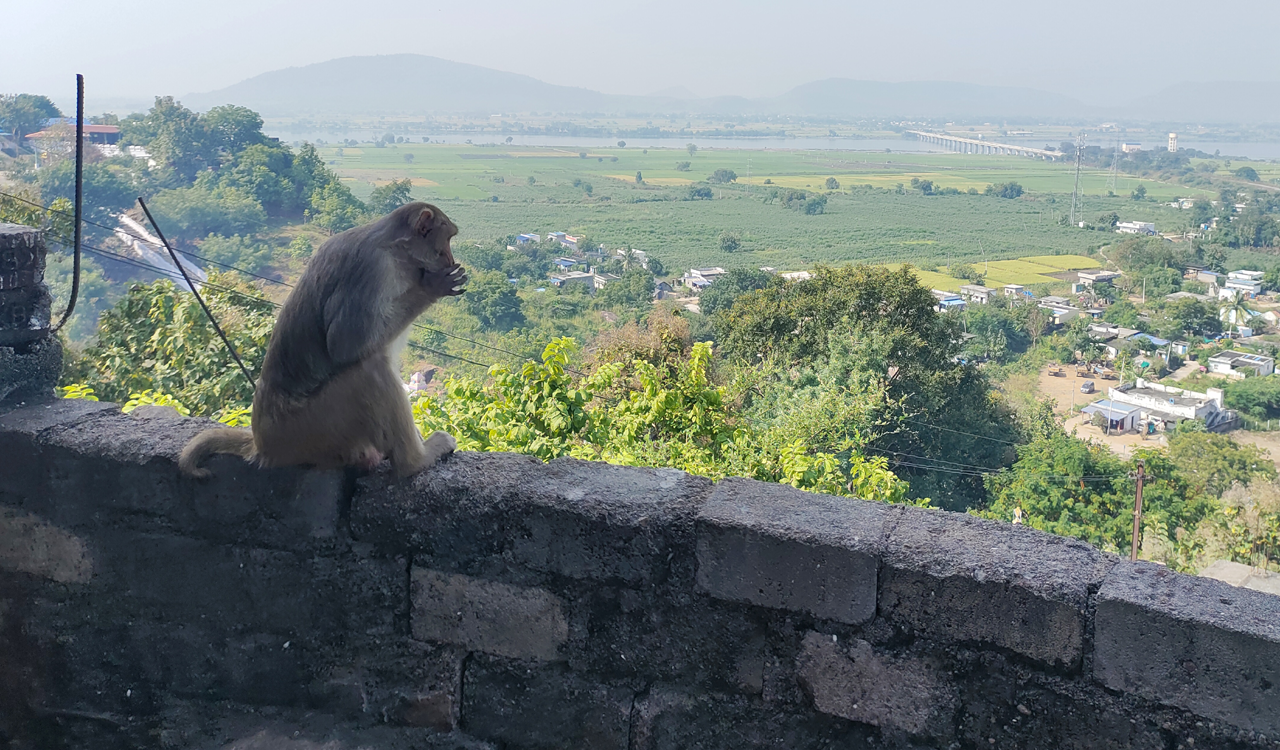 Monkey menace goes unabated at Gudem temple