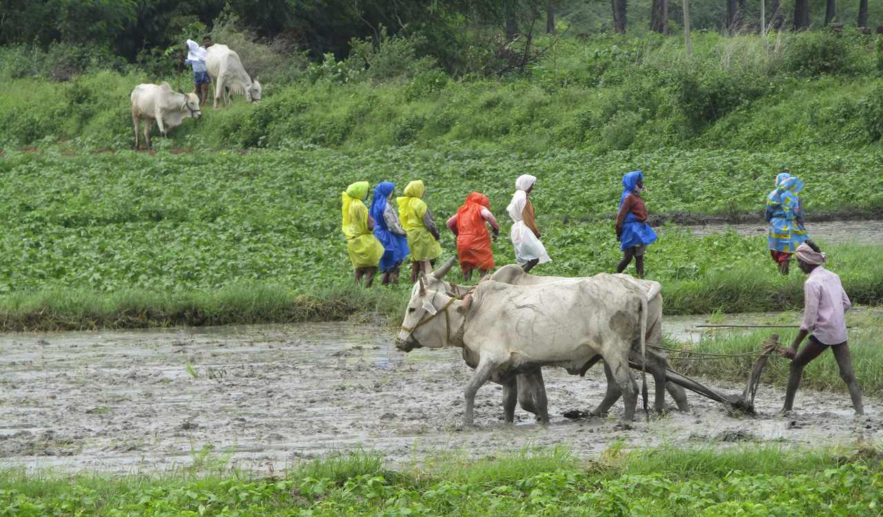 Cultivation area dips by nearly half in erstwhile Nalgonda