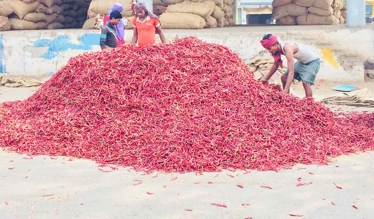 Plummeting prices of Warangal’s Chapata chilli worries farmers