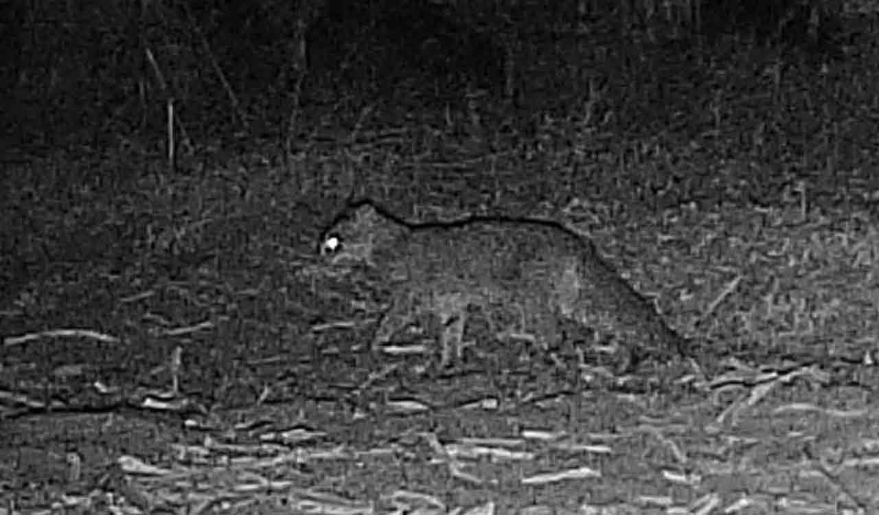 Elusive Rusty-spotted cat sighted in Medak; conservation strategy on the cards