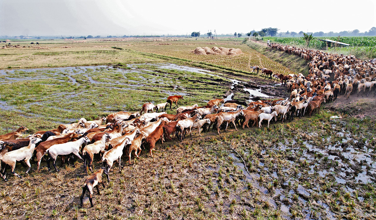 Shepherds’ association urges govt to resume sheep distribution units