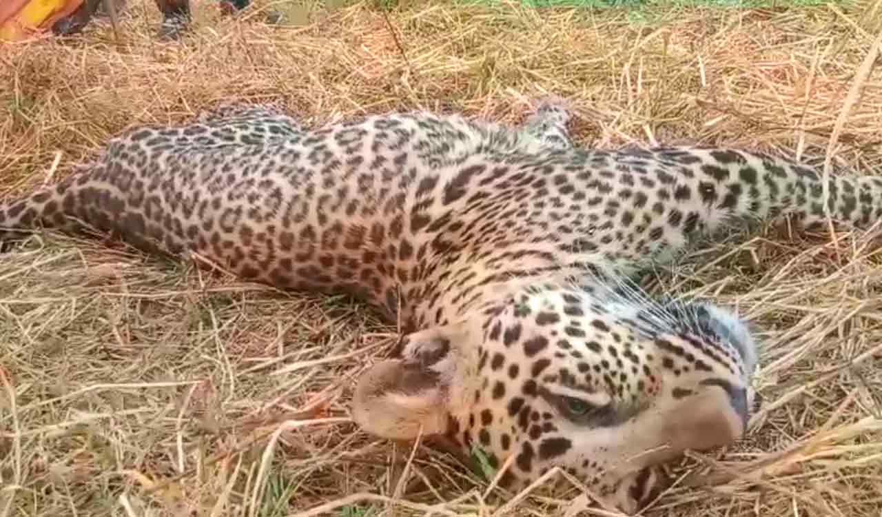 WATCH: Sick leopard strolls into village in Narayanpet; dies