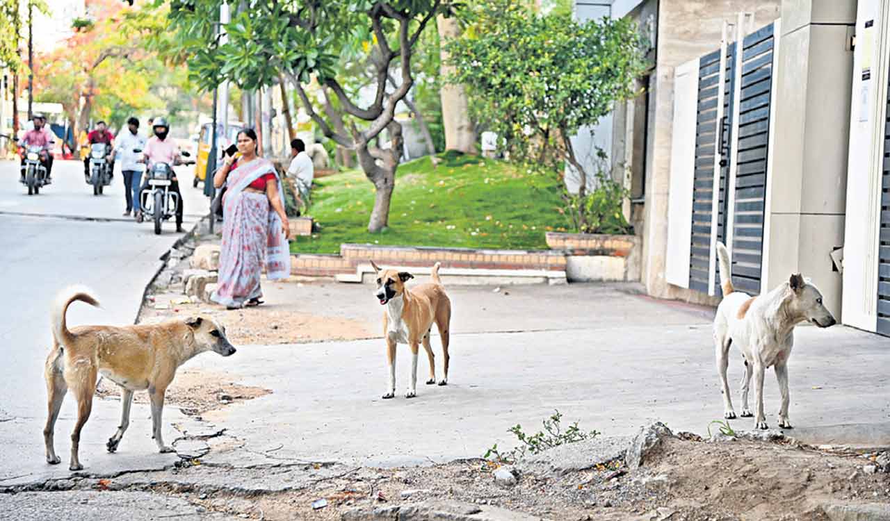 4 lakh street dogs roam Hyderabad roads