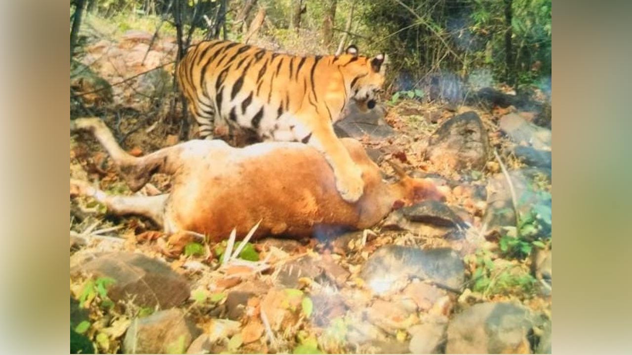 Missing tiger S6 confirms presence with cattle kill in Asifabad