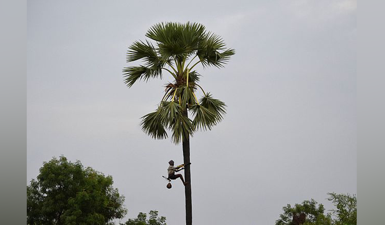 A watch is kept on traders of toddy in Adilabad, Nirmal: Officials