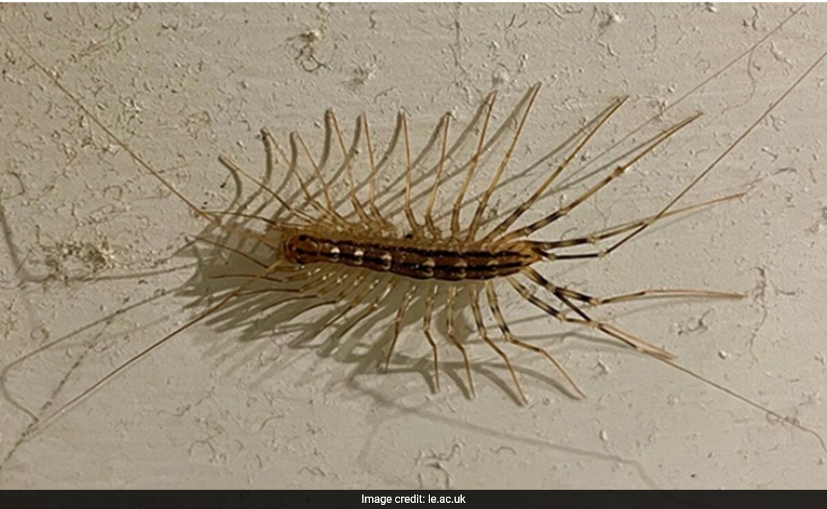 UK University Professor Finds Extremely Rare, Venomous Centipede In Toilet