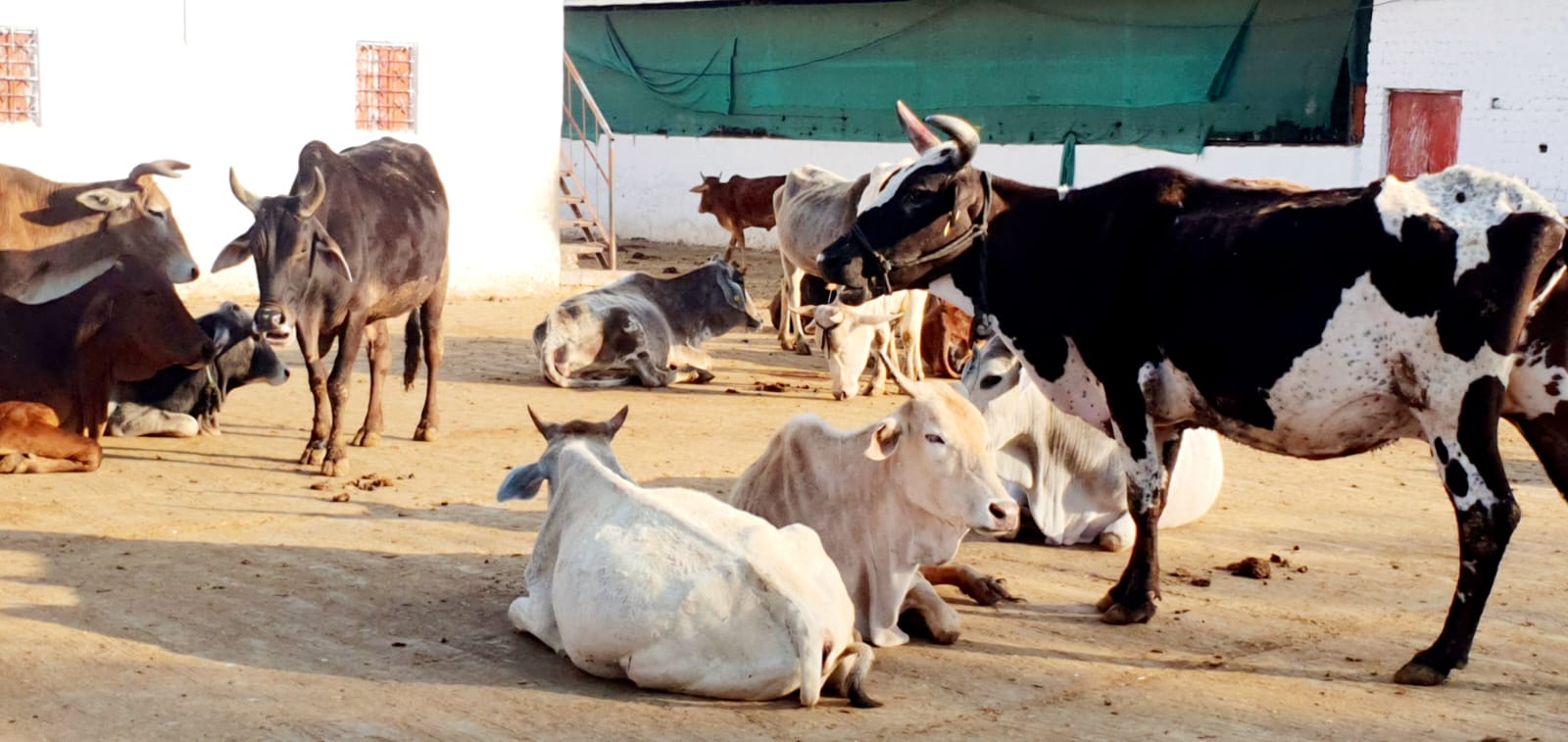 Inside Madhya Pradesh's Cow Shelters, Never Ending Wait For Funds