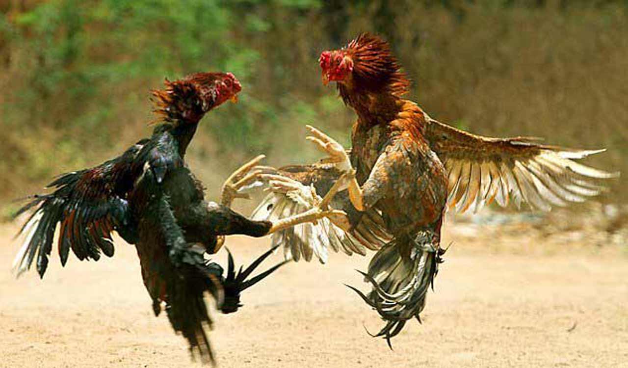 Animal Welfare Board issues emergency advisory to stop cockfights in Telangana and Andhra Pradesh