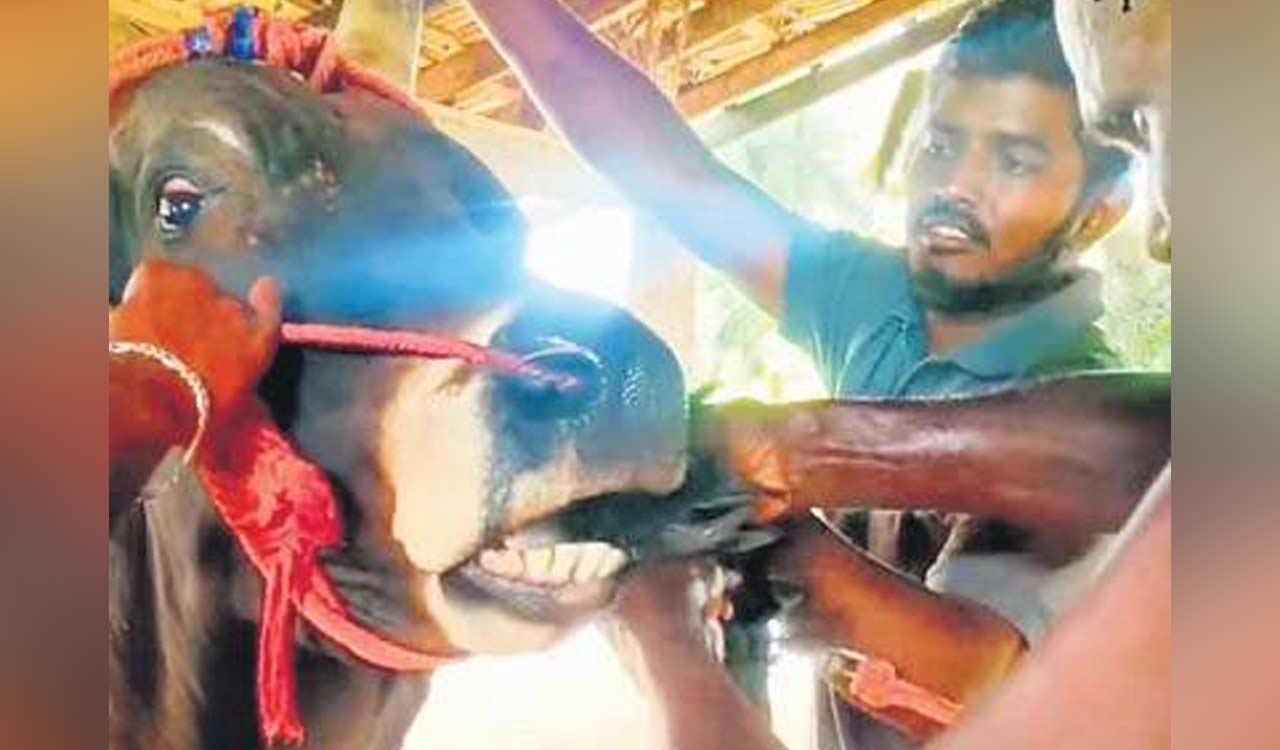 Watch: YouTuber force-feeds live rooster to bull; booked