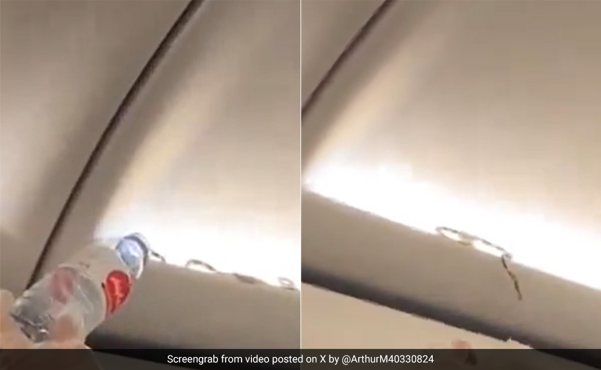 Video: Passengers Discover Live Snake On AirAsia Flight In Bangkok