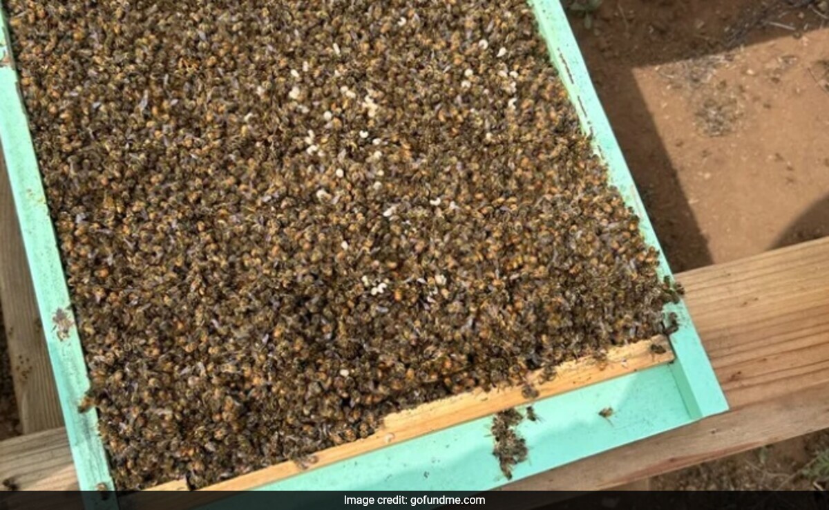 Experts Solve Mystery Behind Death Of 3 Million Bees In Single Night In US