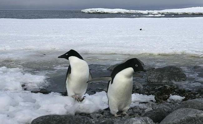 First Penguins Die In Antarctic Of H5N1 Bird Flu Strain, Experts Concerned