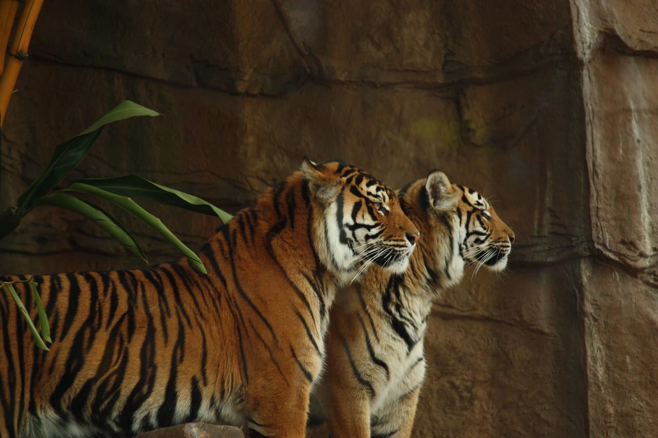 2 Tiger Bodies Found In Maharashtra Reserve, "Territorial Fight" Suspected