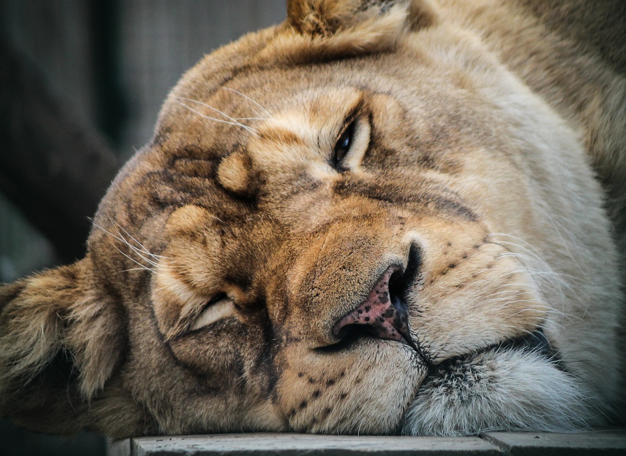 Lioness Dies After Being Hit By Train In Gujarat, 3rd Incident This Month