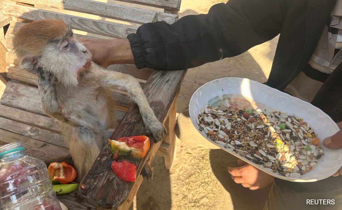 Pics: Private Zoo In Rafah, Where Gazans Live Among Animals Amid War