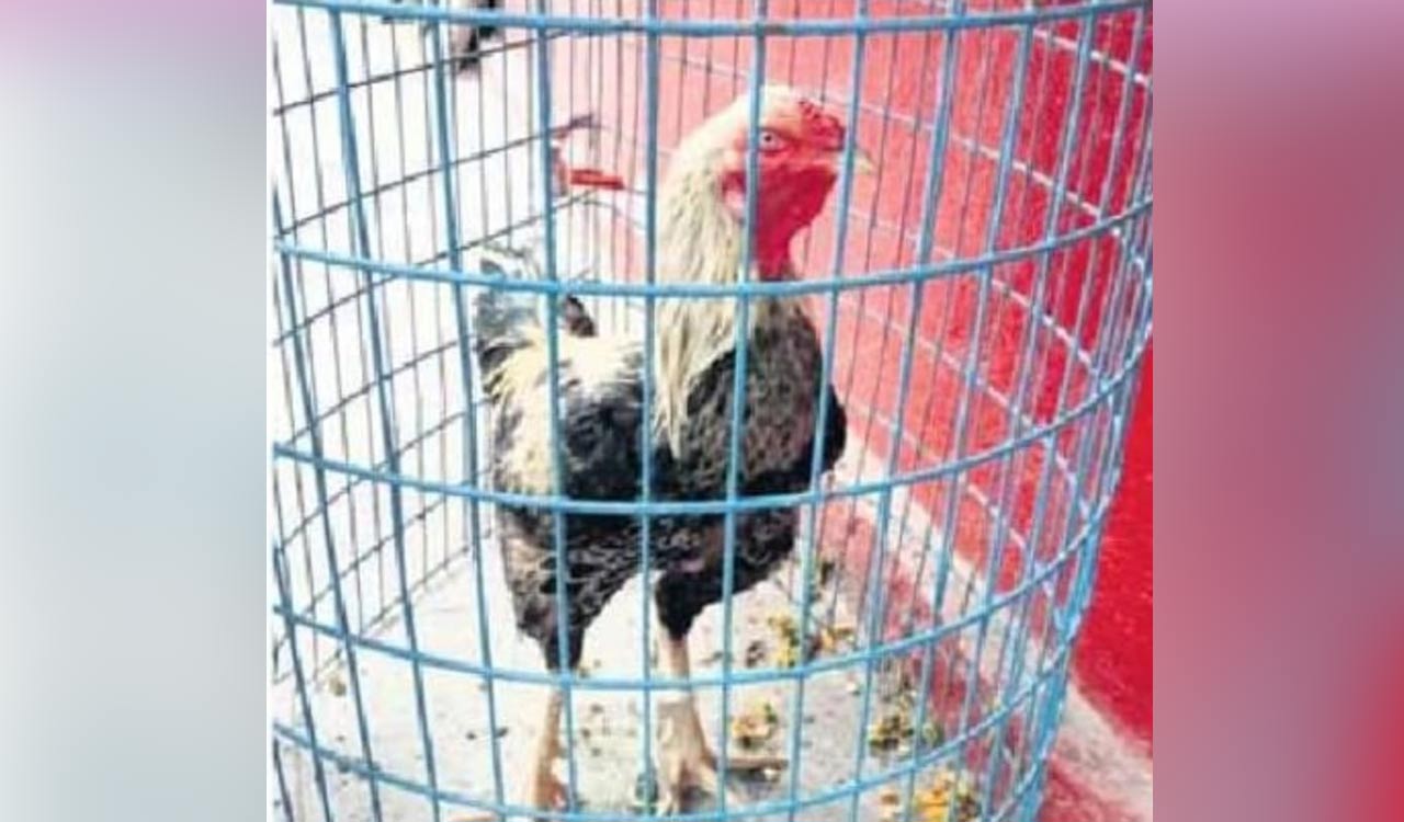 Unique auction of fighter rooster at Karimnagar bus-stand