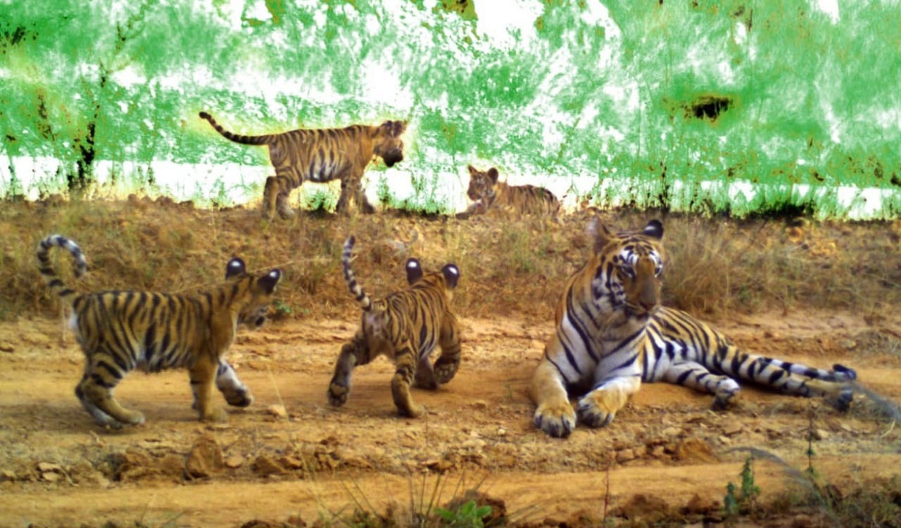 Experts express concern over safety of tigers in Kagaznagar