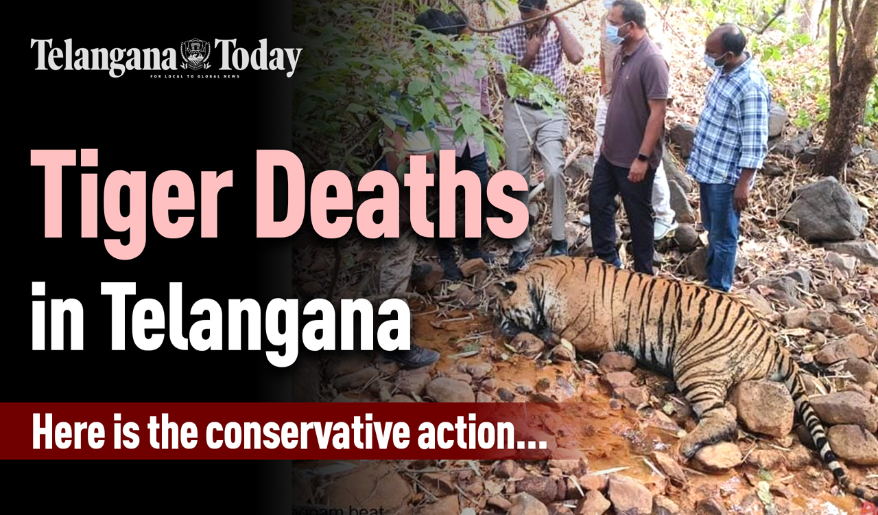 Tiger Conservation: NTCA conducts security audit | Amrabad Tiger Reserve, Kaghaznagar | Telangana