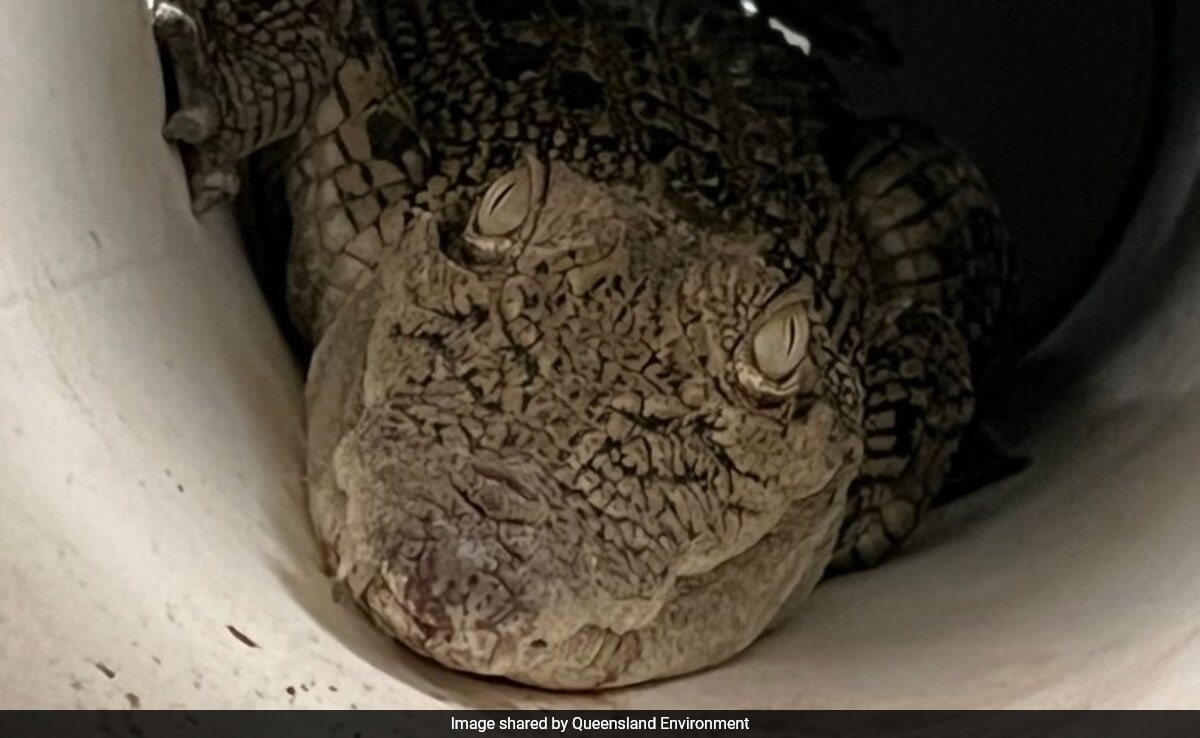 3-Feet Crocodile Discovered Inside Chicken Coop In Australia