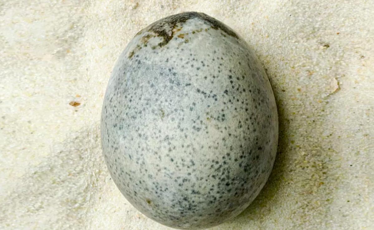 1700-Year Old Chicken Egg With Liquid Inside Discovered In England