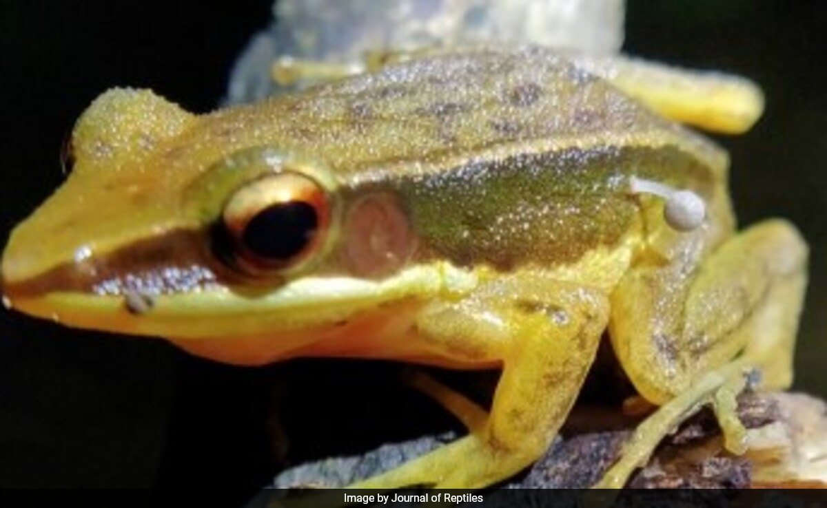 Mushroom Sprouting From Frog's Side In Western Ghats Baffles Scientists