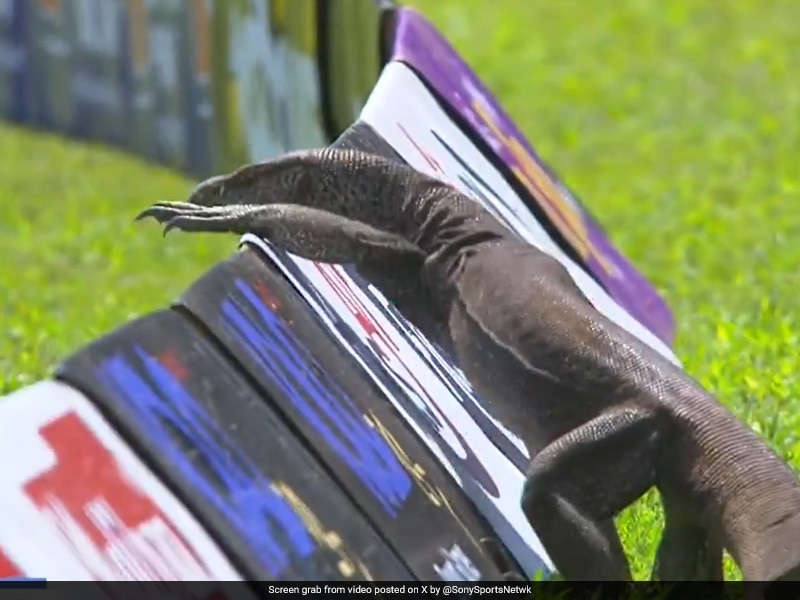 Watch: Monitor Lizard Enters Ground, Halts Sri Lanka vs Afghanistan Test