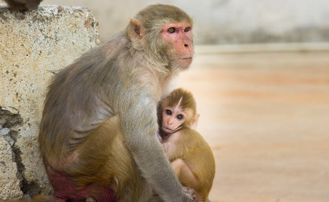 US Firm Plans City Of 30,000 Monkeys For Medical Research, Locals Angry