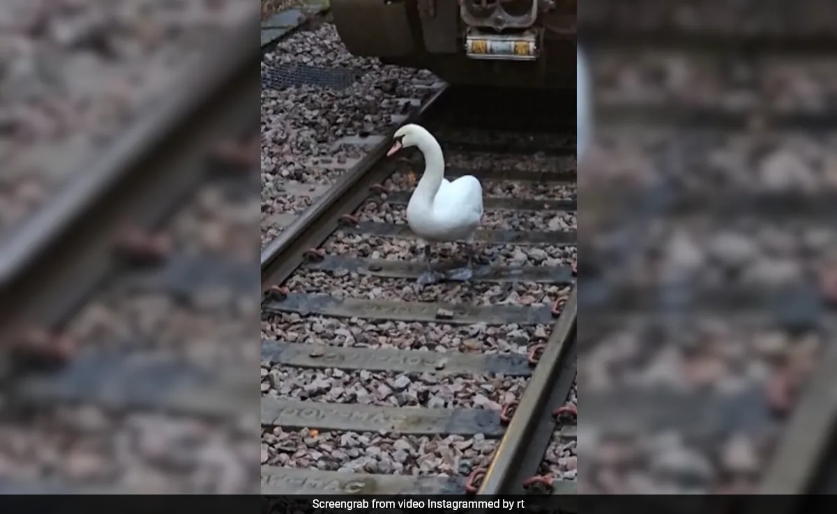 Watch: Swan, Owned By King Charles, Blocks Train Tracks In London