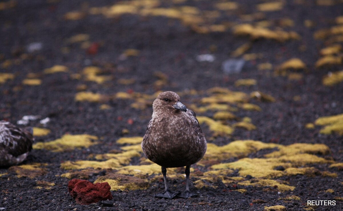 Deadly Bird Flu Reaches Mainland Antarctica For 1st Time: Scientists