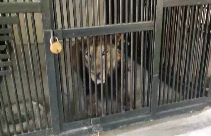 Man Enters Lion's Enclosure In Andhra Zoo To Click Selfie, Mauled To Death