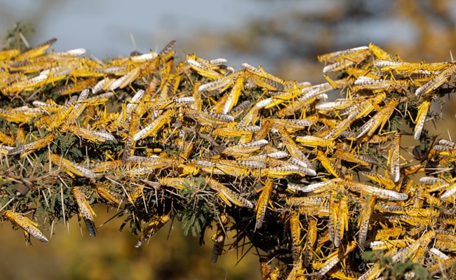 Climate Change Triggering Locust 'Megaswarms', Warns Study