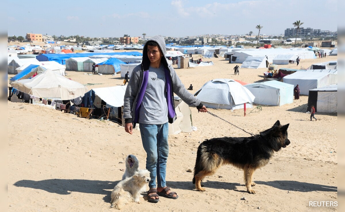 Pet Dogs Bring Both Joy And Worry To Displaced Gaza Teen