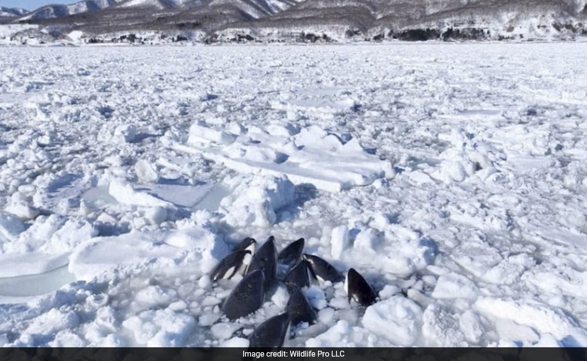 Pod Of 10 Orca Whales Trapped In Sea Of Ice Off The Coast Of Japan