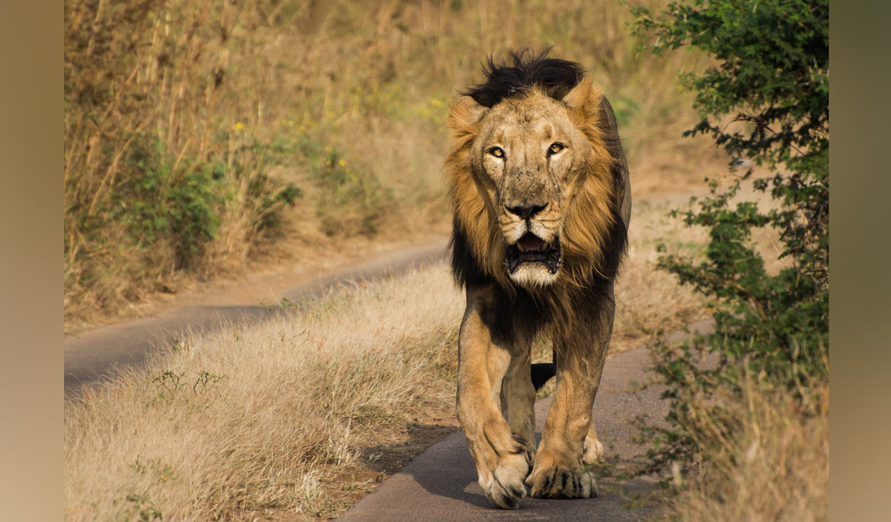 AP: Man jumps into lion enclosure at Tirupati zoo, mauled to death