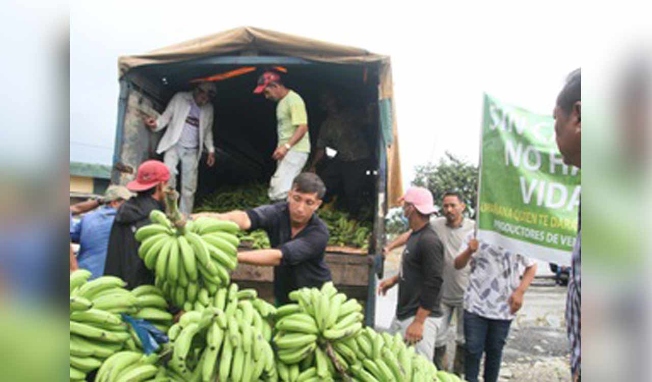 Russia starts exporting bananas to India after Moscow stops purchase from Ecuador